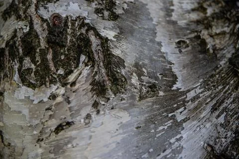 Interesting patterns in tree bark and birch wood, in a mountain forest, Stock-Fotos