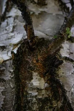 Interesting patterns in tree bark and birch wood, in a mountain forest, Foto stock