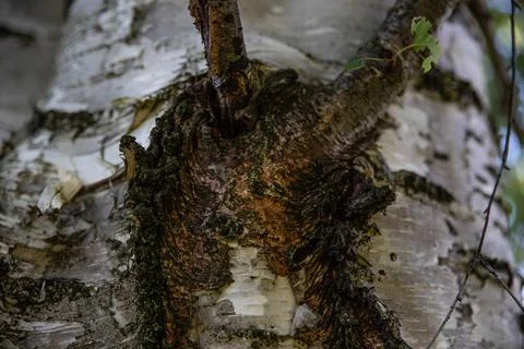 Interesting patterns in tree bark and birch wood, in a mountain forest, Stock Photos