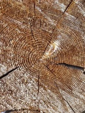 Interesting patterns in tree bark and birch wood, in a mountain forest, Stock Photos