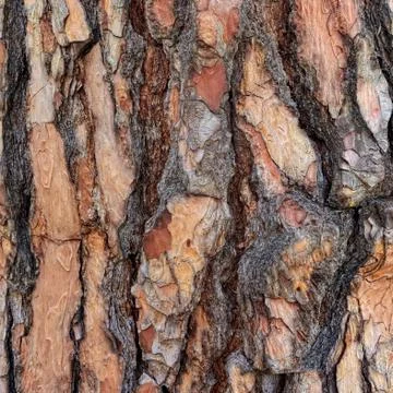 Interesting pine bark Stock Photos