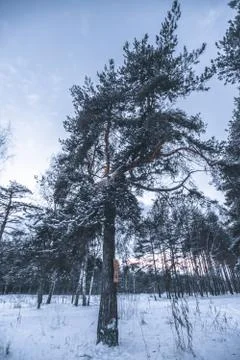 Interesting pine in the forest Stock Photos