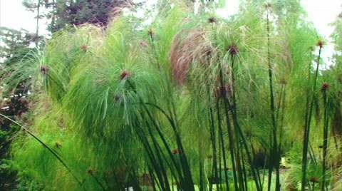 Interesting Plans Pan Stock Footage 635935