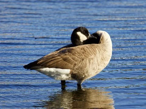 Interesting pose of a Canada goose Foto stock