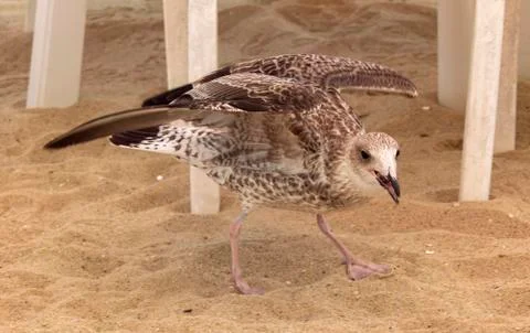 An interesting pose of the Herring Seagull. Stock Photos