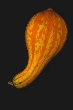 Interesting pumpkin close up, selective focus Stock Photos