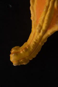 Interesting pumpkin macro close up, selective focus Stock Photos