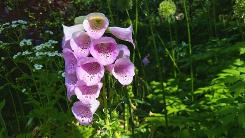 Interesting Purple Flower Stock Footage 109512226