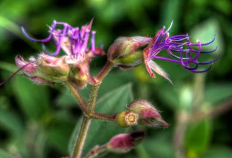Interesting purple flower Stock Photos