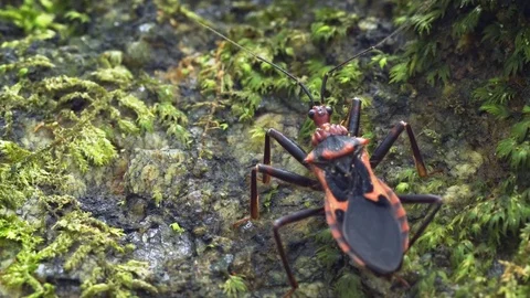 Interesting Red and Black Bug with Quivering Antennae in Thailand Stock Footage 77268877