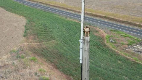 Interesting Red Tail Hawk Foto stock
