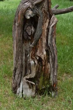 The interesting root patterns of the tree in Sapporo Japan Foto stock