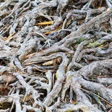 Interesting roots Stock Photos