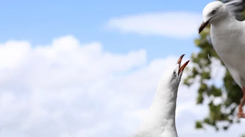 Interesting scene of the Seagull 스톡 동영상 35931683
