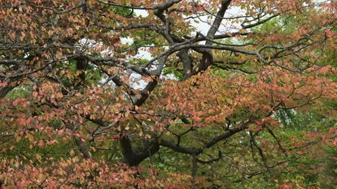 Interesting shaped branches and red leaves on a tree in autumn / fall. 4K tripod Stock Footage 219767138