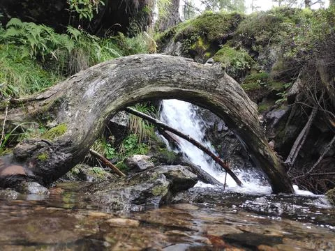 Interesting shaped tree in the Ri di Mognla river, Switzerland Stock Photos