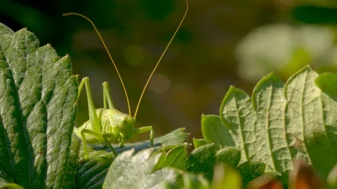 Interesting Shot of Green Grasshopper on a Leaf in the Nature Видео 124079126