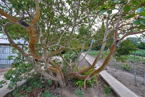 An interesting smooth-haired tree with rows of shoals and wax leaves in the p Stock Photos