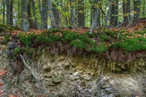 Interesting structure of a forest floor in the mountains Stock Photos