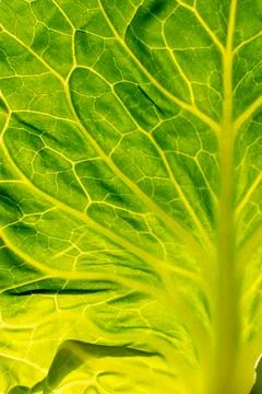 Interesting structure of green cabbage leaf Stock Photos