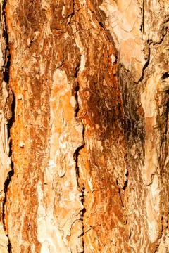 Interesting tree bark Stock Photos