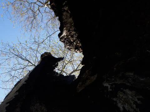 Interesting tree image Stock-Fotos