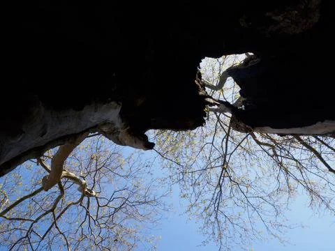 Interesting tree image Foto stock