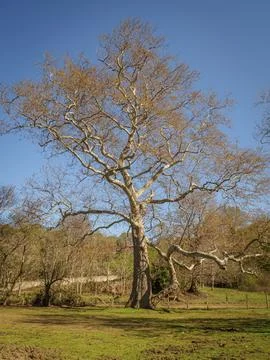 Interesting tree image Stock Photos