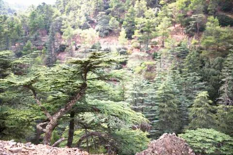Interesting tree in the mountains of Cyprus Stock Photos