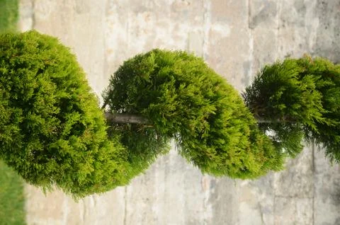 Interesting Tree Natural Stock Photos