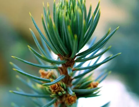 An interesting tree... Stock Photos