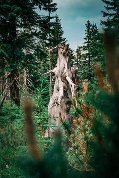 An interesting tree 스톡 사진