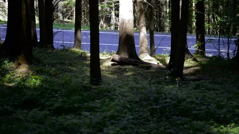 Interesting view from the pine forest, passing motorcycles Stock Footage 112107892