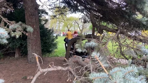 Interesting view through the spruce branches on resting girls, guy. Stock Footage 239019466