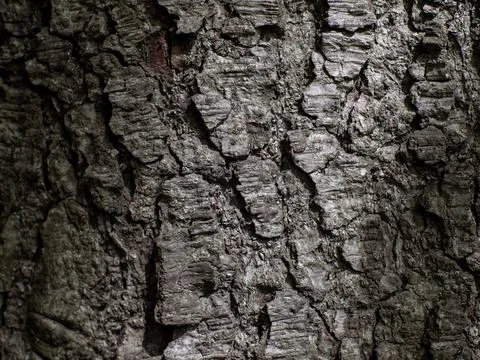 Interesting wood surface Stock Photos