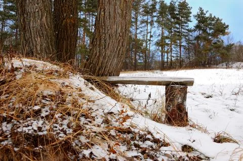 Interesting wooden bench at trees on a winter glade Stock Photos