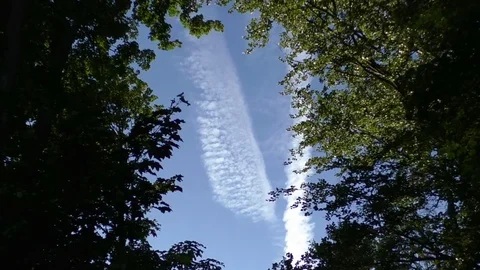 Interestingly shaped, long, white clouds moving above tree crowns in a blue sky Stock Footage 76809816