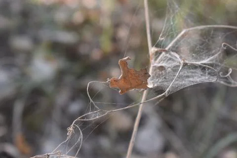 The interestingly trapped object as one leaf in Tuscany Italy Stock-Fotos