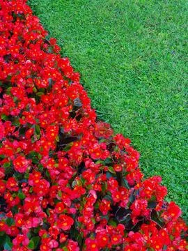Interface between a bed of red wax begonias and a green lawn in a park Stock Photos
