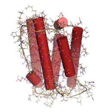 Interferon alpha 2a (ifna2) molecule. pegylated analogs of this cytokine are  Stock Illustration