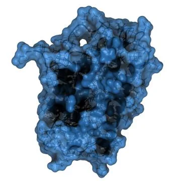 Interferon alpha 2a (ifna2) molecule. pegylated analogs of this cytokine are  Stock Illustration