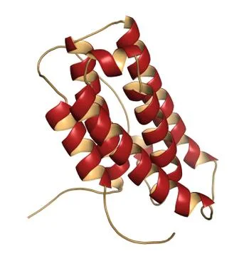 Interferon alpha 2a (ifna2) molecule. pegylated analogs of this cytokine are  Stock Illustration
