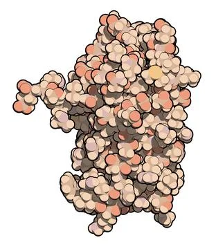 Interferon alpha 2a (IFNA2) molecule, 3D rendering. Pegylated an Stock Illustration