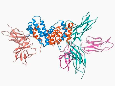 Interferon gamma molecule and receptor Stock Illustration