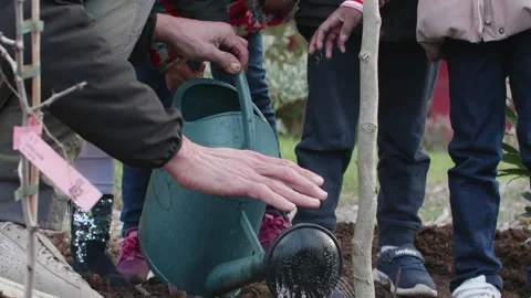 Intergenerational caring for new plantings with hydration. Stock Footage 256175551