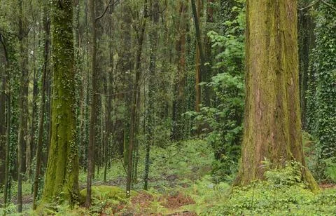 Interior of an ancient forest with tree trunks covered in vines Stock Photos