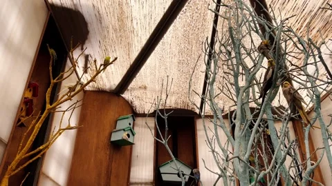 Interior of an aviary for parrots in a zoo Stock Footage 303957396