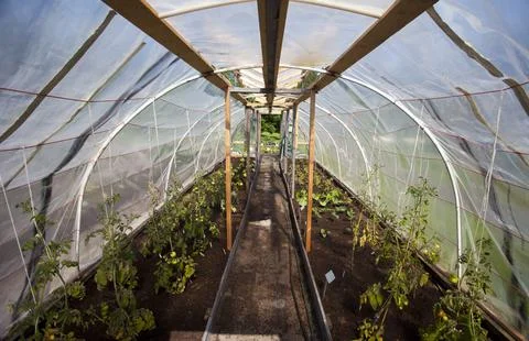 Interior of a basic greenhouse with plastic transparent walls, Finland 写真素材