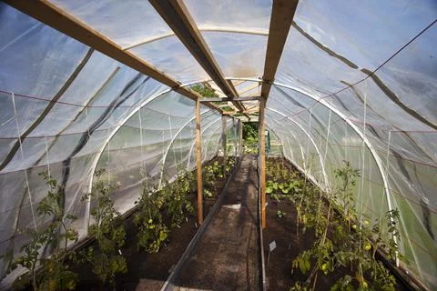 Interior of a basic hothouse where walls are made of plastic, Finland 写真素材