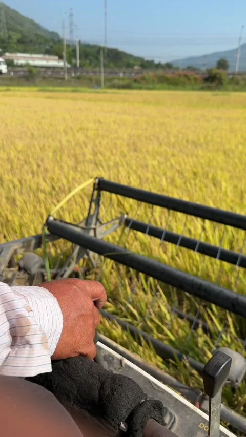 Interior cabin view shows the combine moving forward through a planted rice Stock Footage 335759281